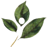 Dr. Sylvia Regalla Logo